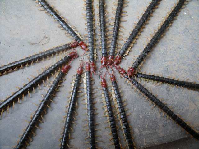 蜈蚣作用药效蜈蚣的疗效