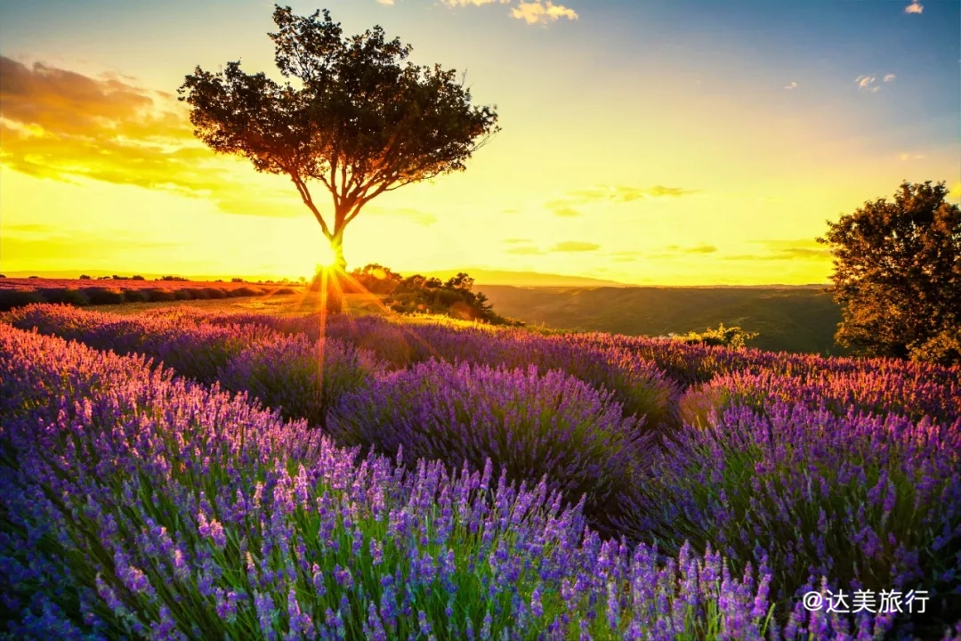 普罗旺斯冬天有薰衣草吗_普罗旺斯薰衣草在哪个城市