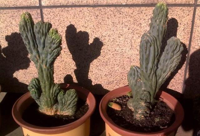 仙人掌刚长出来的时候是绿色的仙人掌类青石山图片