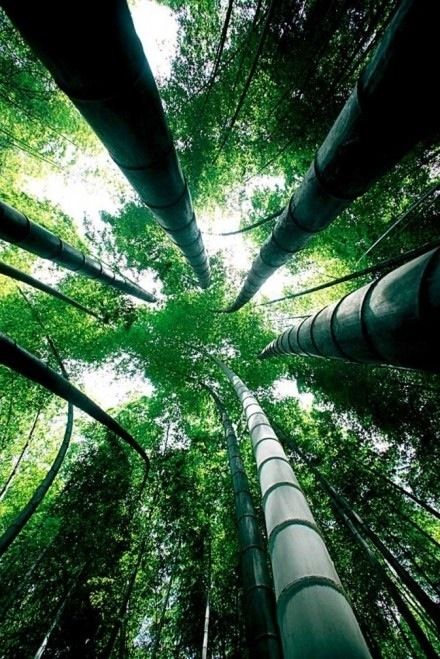 竹子抓住青山一点也不放松,它的根牢牢地扎在岩石缝中.