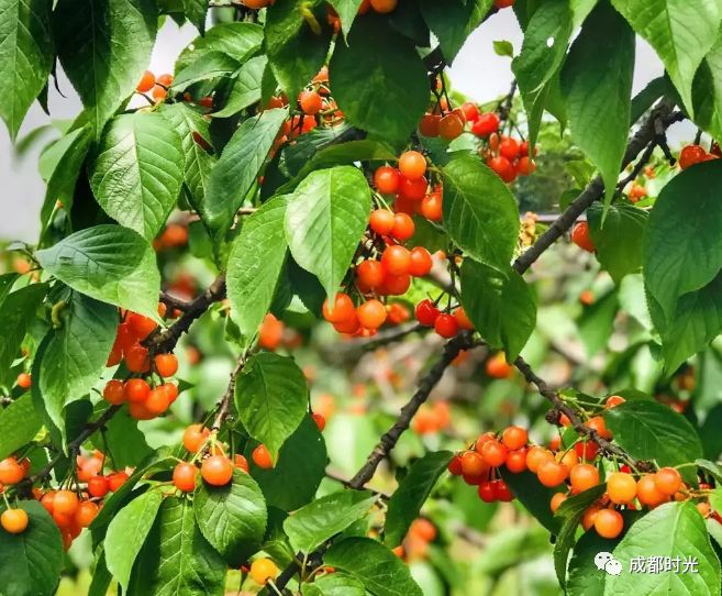 成都周边采樱桃的地方大集合!
