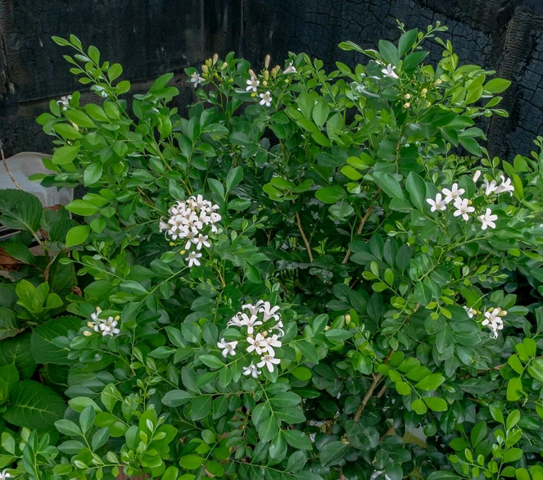 九里香开花香吗_九里香花期多长