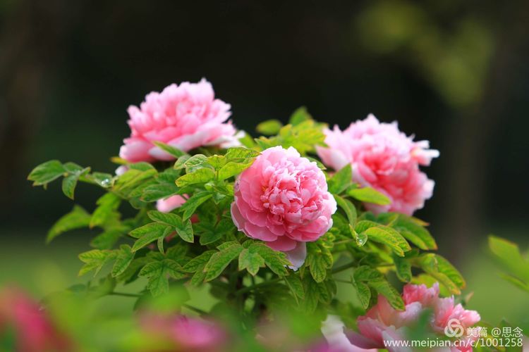 牡丹花洛阳红图片欣赏_洛阳牡丹花图片 风景图片 - 云林新闻励志网