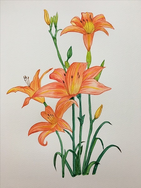 萱草忘忧诗经出处萱草是忘忧草吗