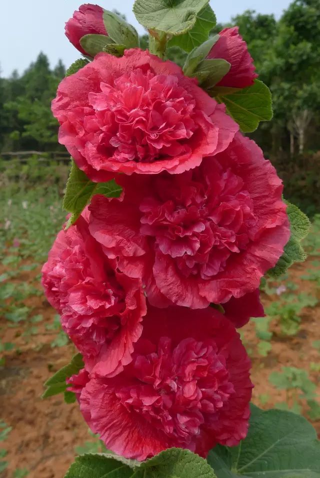 蜀葵花,漂亮,美了眼,醉了心