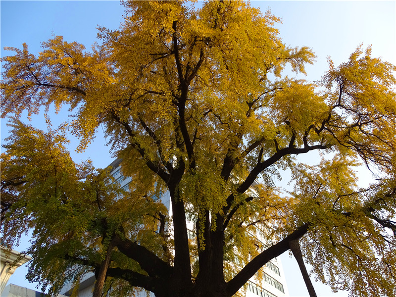 “晴川历历汉阳树” 五百三十年的“汉阳树”开始黄了