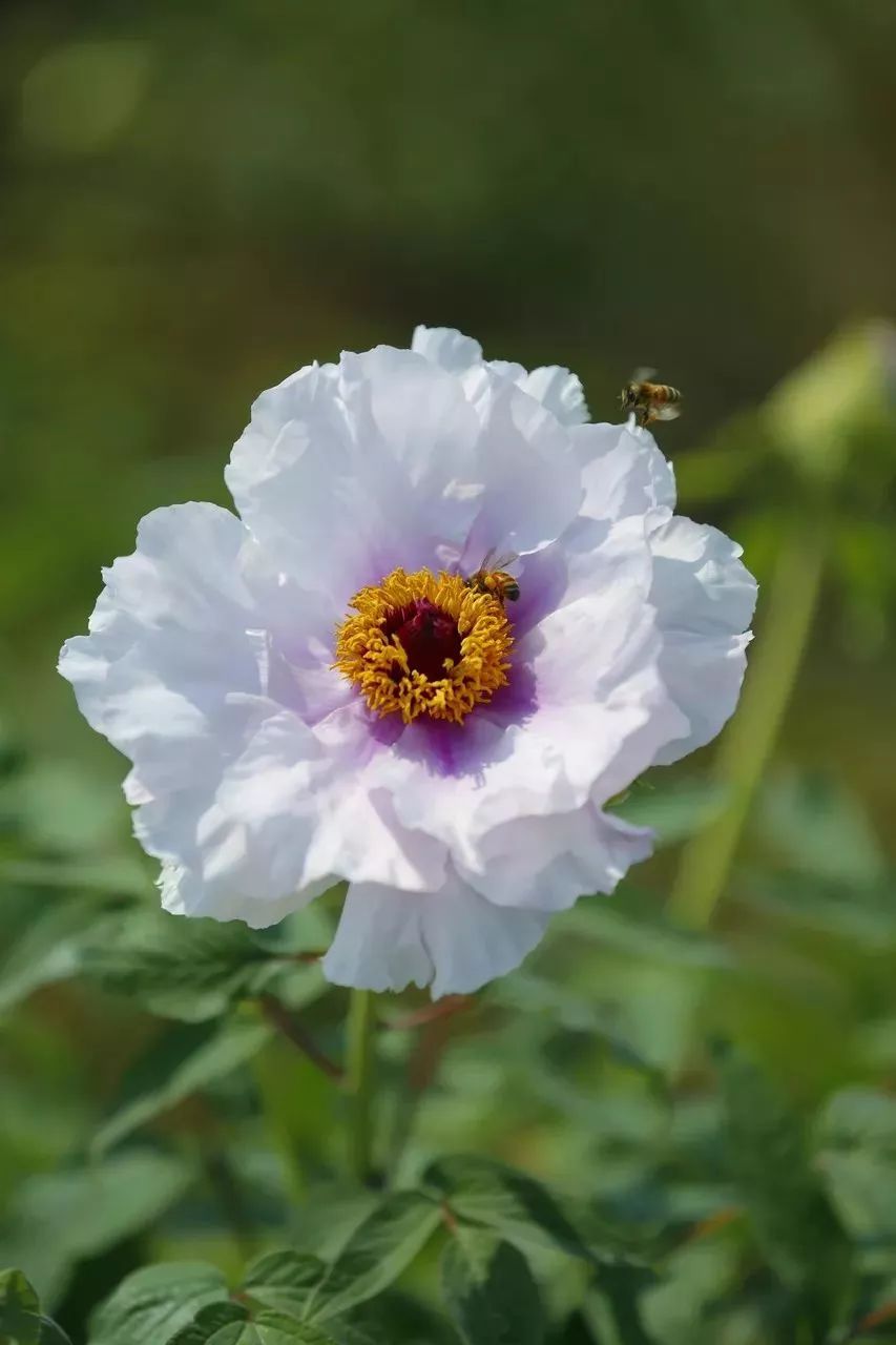 香玉△雪莲△雪桂△雪塔△水晶球粉蓝(紫)色类牡丹△大朵蓝△蓝悲石