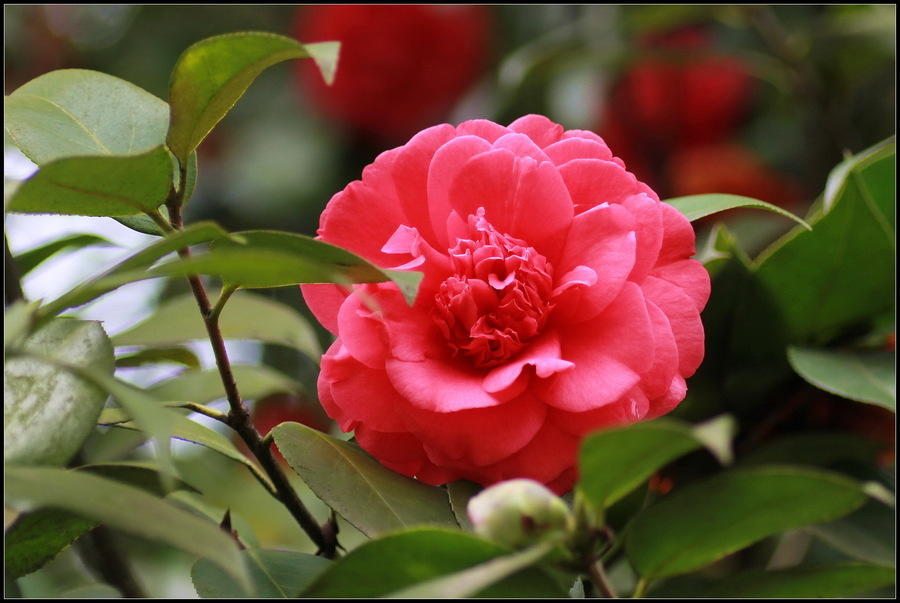 花色红多花型硕大，冬天还能盛开的“山茶花”，养起来真简单