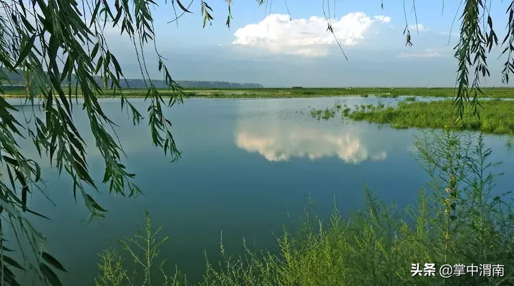 大荔黄河湿地公园图片