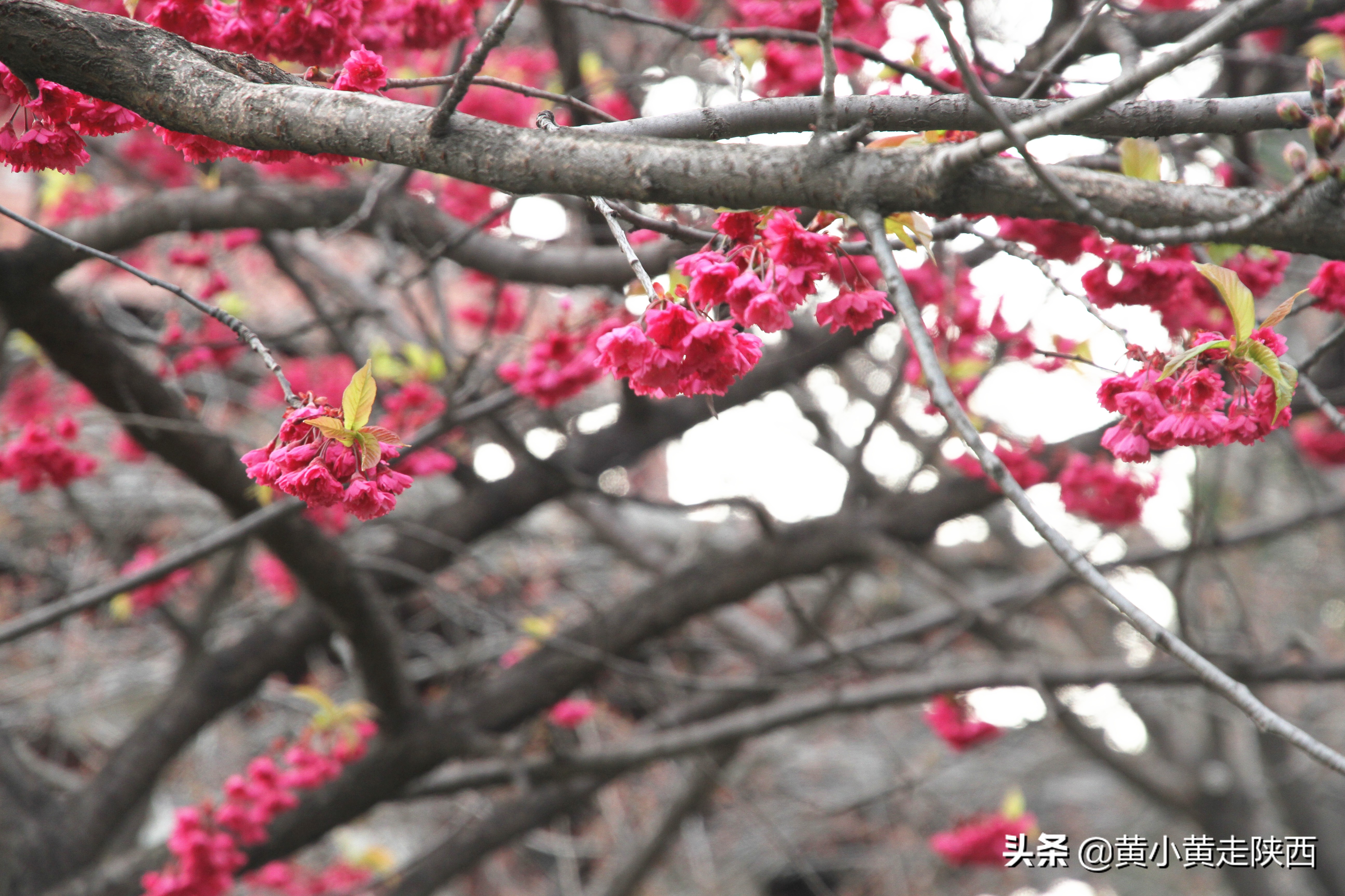 樱花开了！中国十大赏樱地之一的青龙寺，美翻了整个西安！
