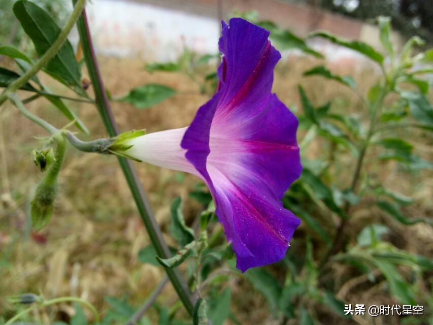 摄影图片:盛开的牵牛花