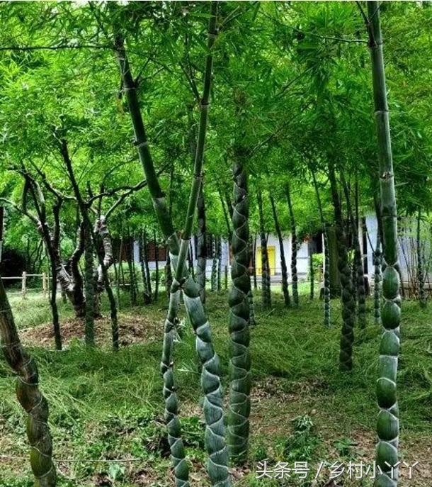 观赏竹子图片大全观赏竹子的种类与图片