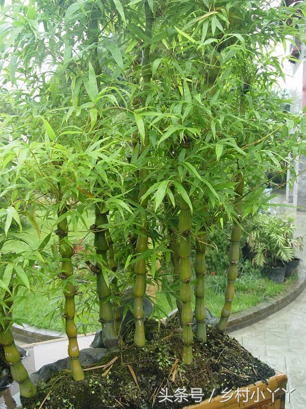 观赏竹子图片大全观赏竹子的种类与图片