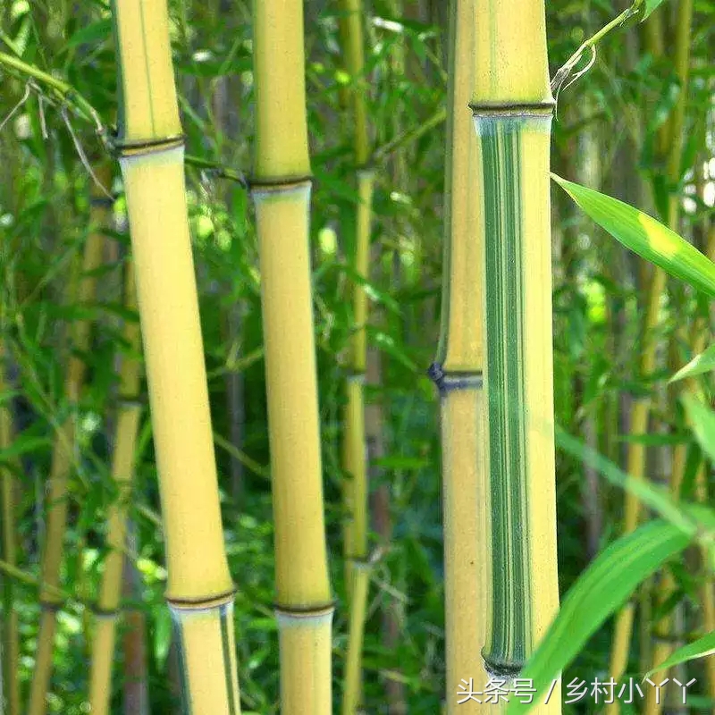 常见的竹子品种图片