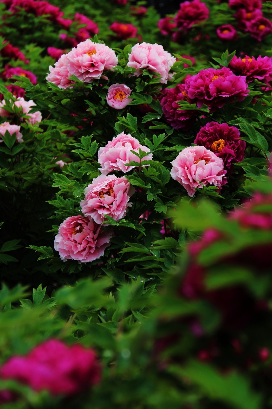 洛阳牡丹节4大公园免门票!年票可用!这样玩最省钱!