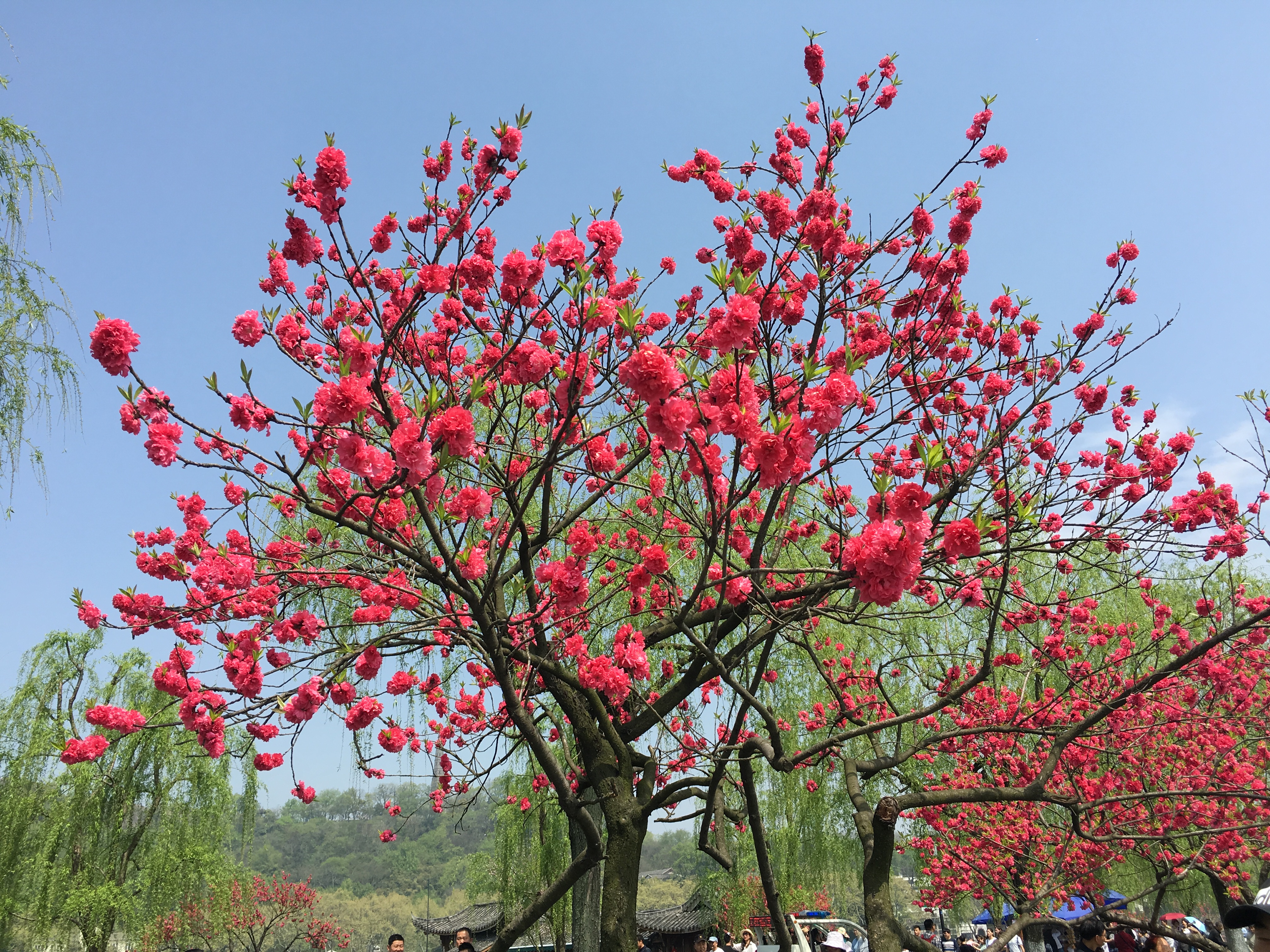 桃红柳绿,草长莺飞,西湖多姿美,杭州正春天