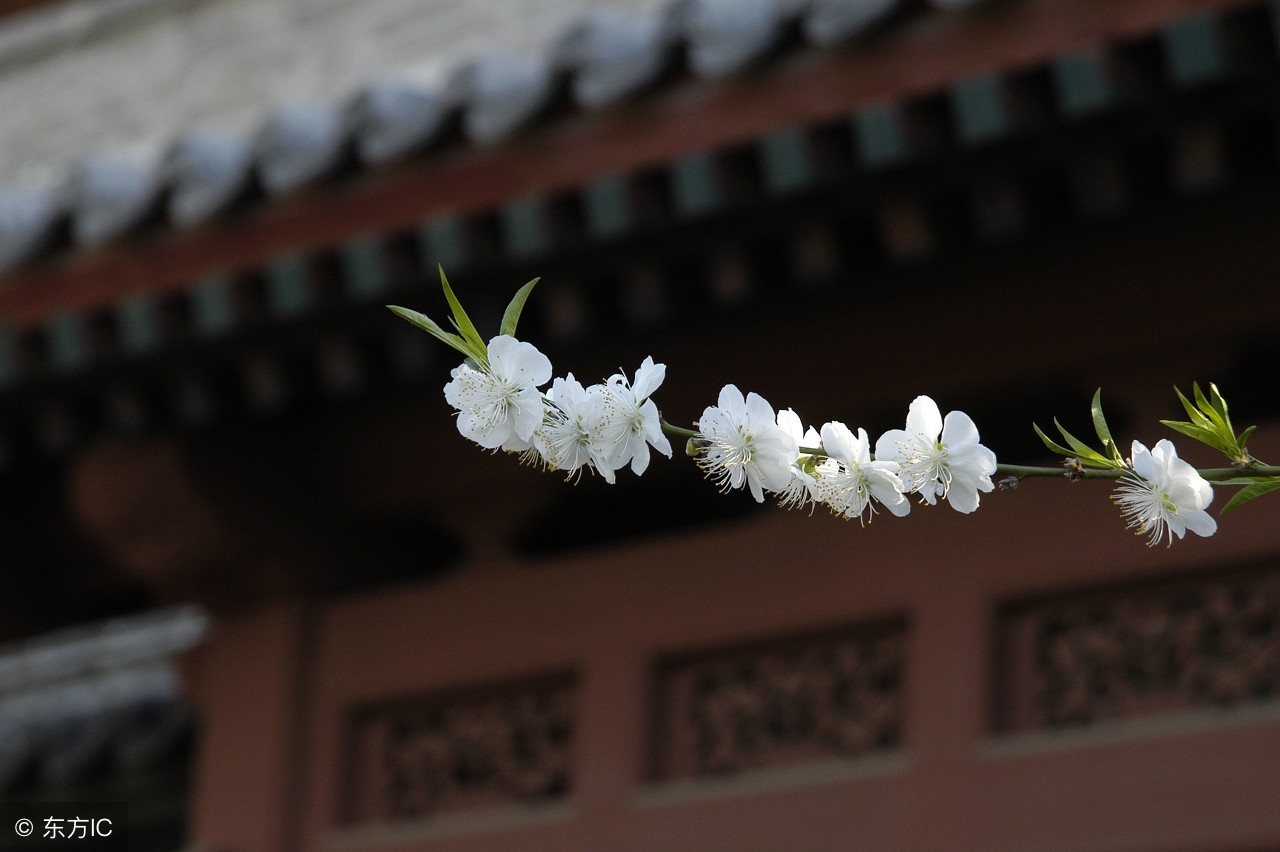 一枝红杏出墙来是哪首诗里的一枝红杏出墙来的上一句是