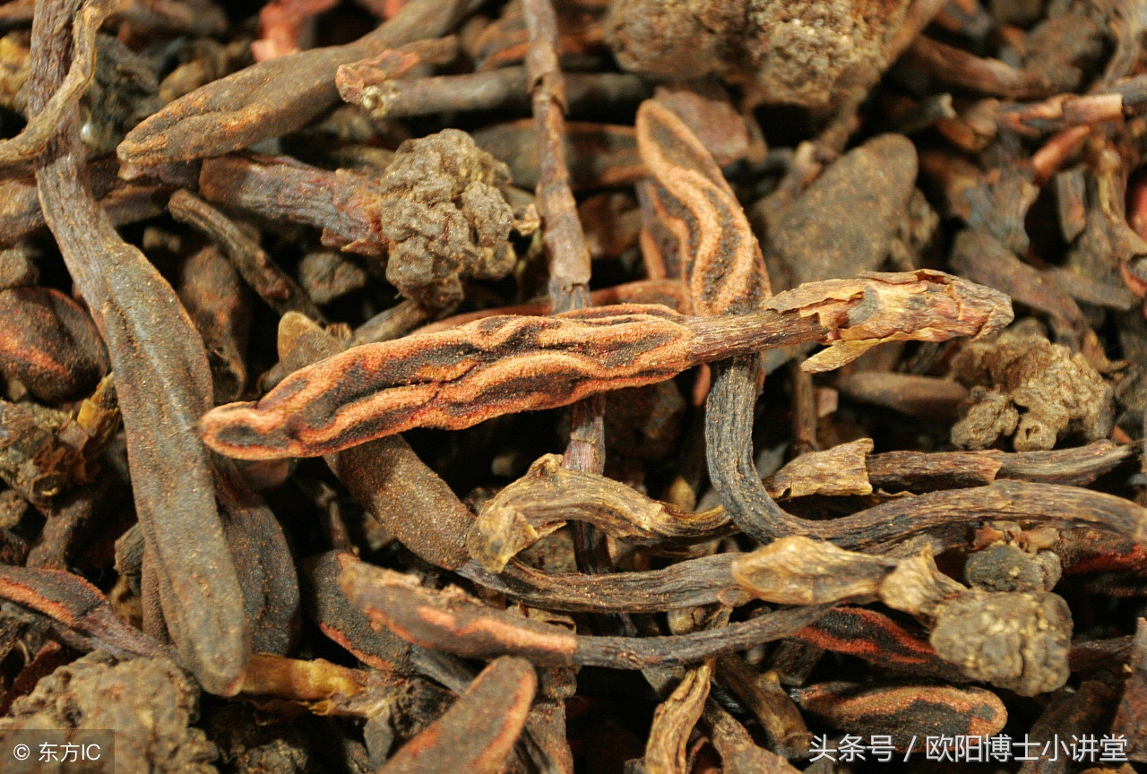 补肾的中草药图片(补肾中草药图片与名称)