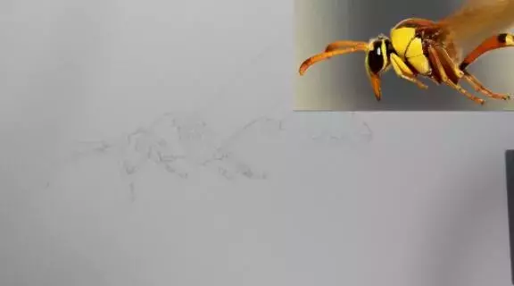 一幅细腰蜂的生产过程