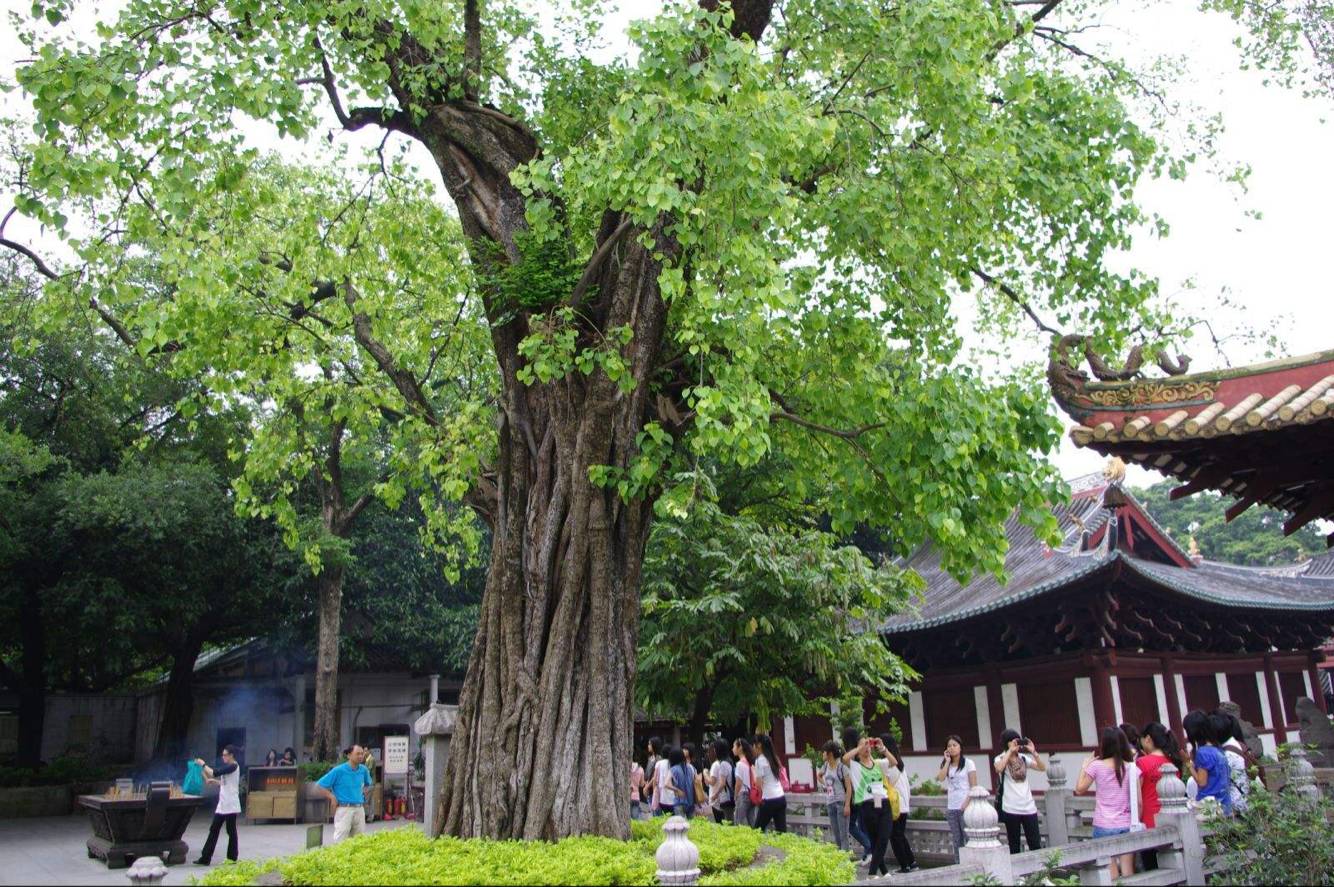 市场上各种"菩提子"是什么树产的可以种植吗