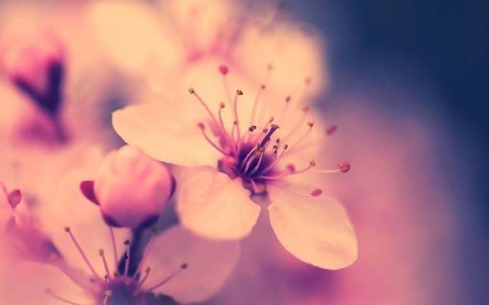 描写桃花的古诗词精选，花美情真，一起感受桃花的诗情画意