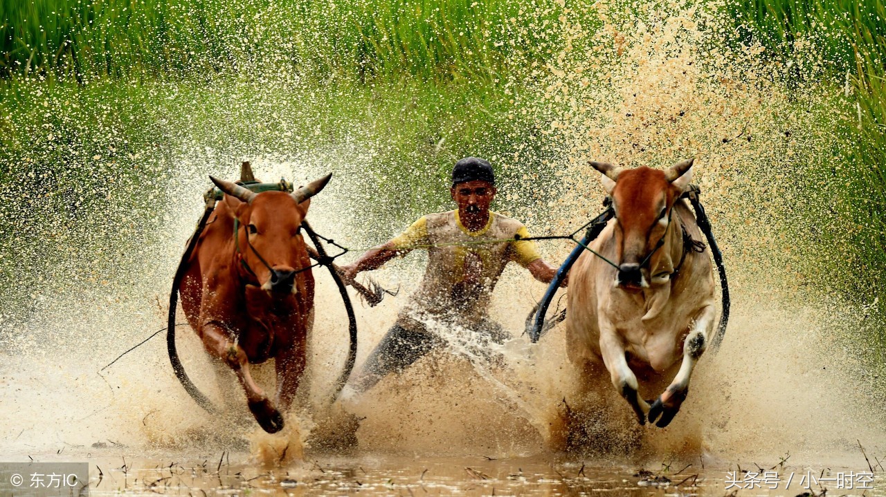 六一诗情:牧童骑黄牛,歌声振林樾(几首妙趣横生的童趣古诗)