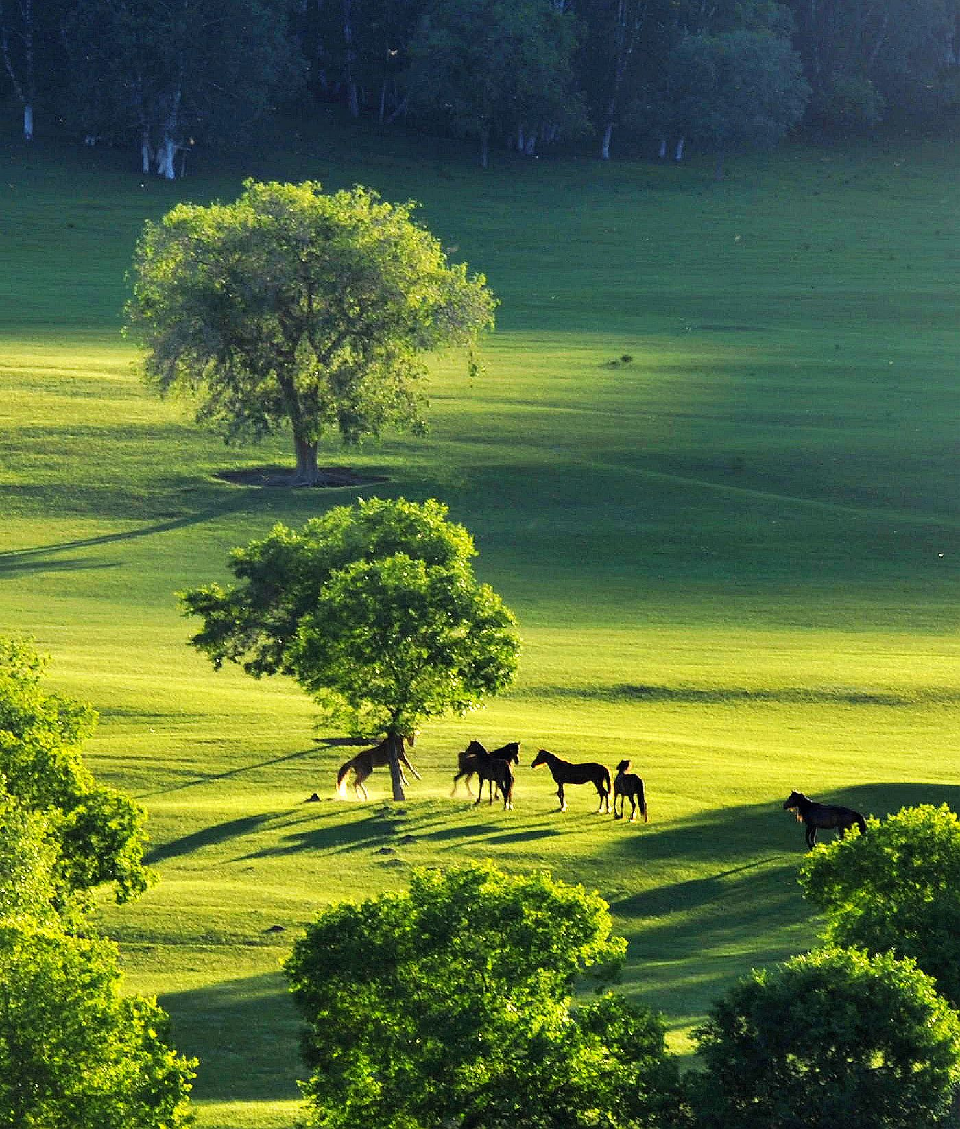 呼伦贝尔大草原是哪个城市_呼伦贝尔大草原的迷人景色