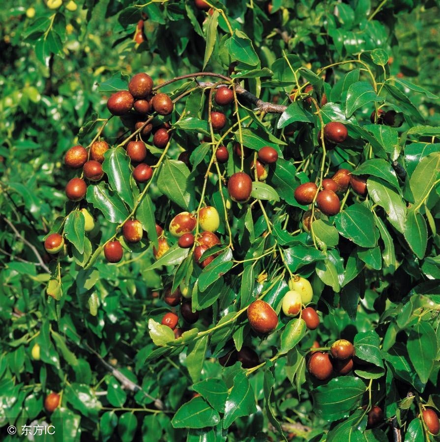 用梨前八月熟庭枣连成一句古诗_庭前枣梨八月熟 - 成语词句网