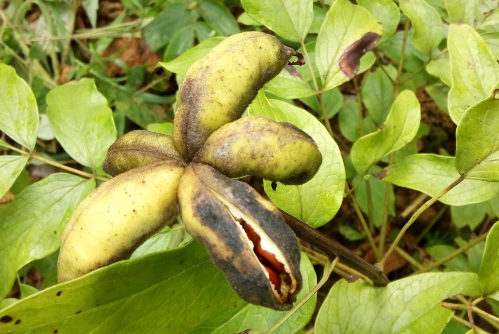 牡丹皮药用资源,牡丹的生物学特征