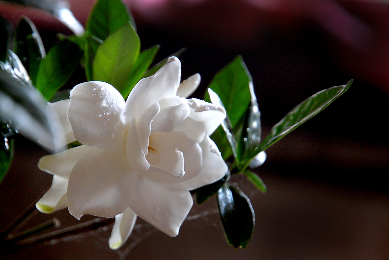 栀子花能水培吗栀子花水培好养还是土培好养