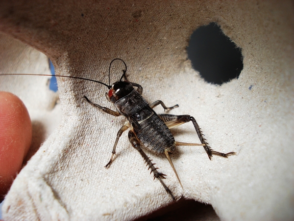 油葫芦和白蟋蟀哪个营养油葫芦幼虫