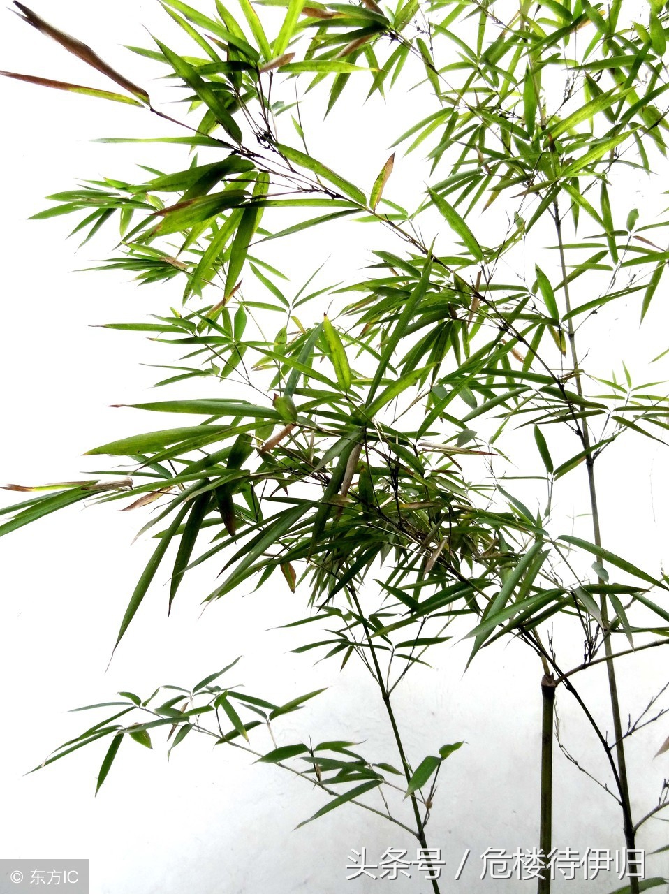 郑板桥画竹赏析郑板桥诗四十年来画竹枝