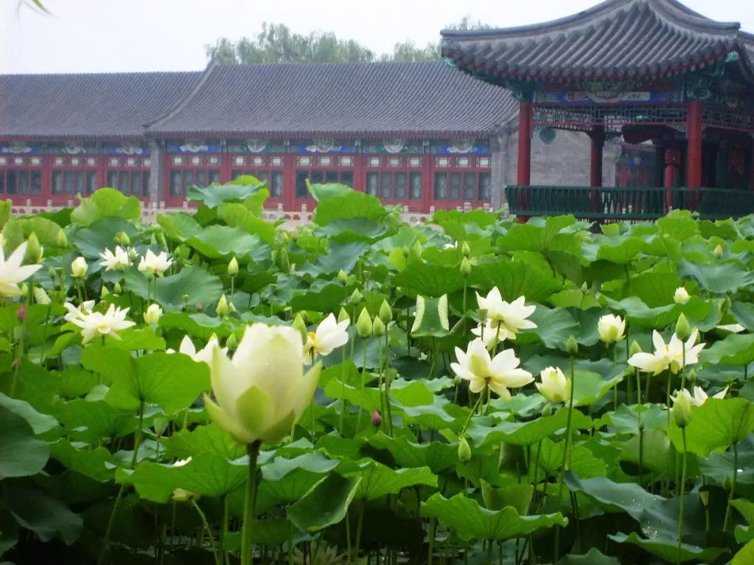 哪裡有荷花景區_河荷花圖片 - 密雲旅遊