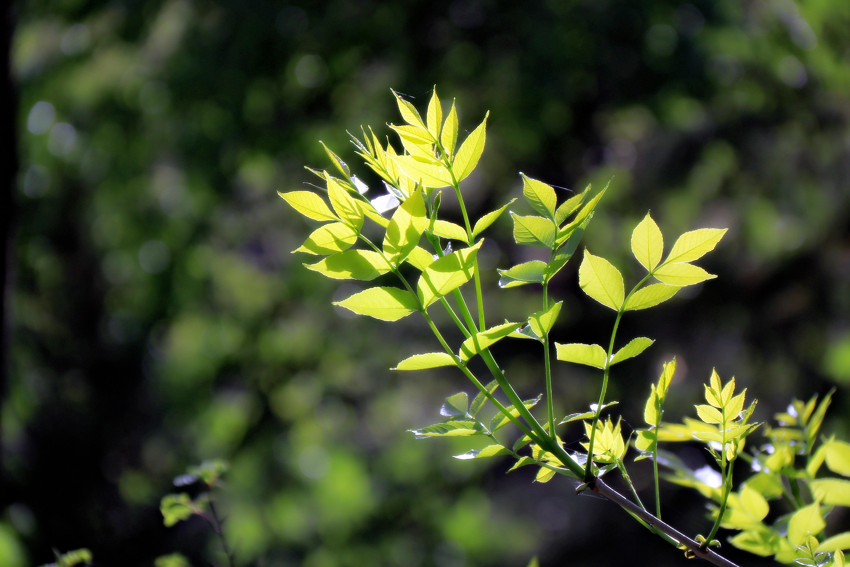 门外春将半,闲花处处开_芳草春回依旧绿,梅花时到自然香 - 成语词句网