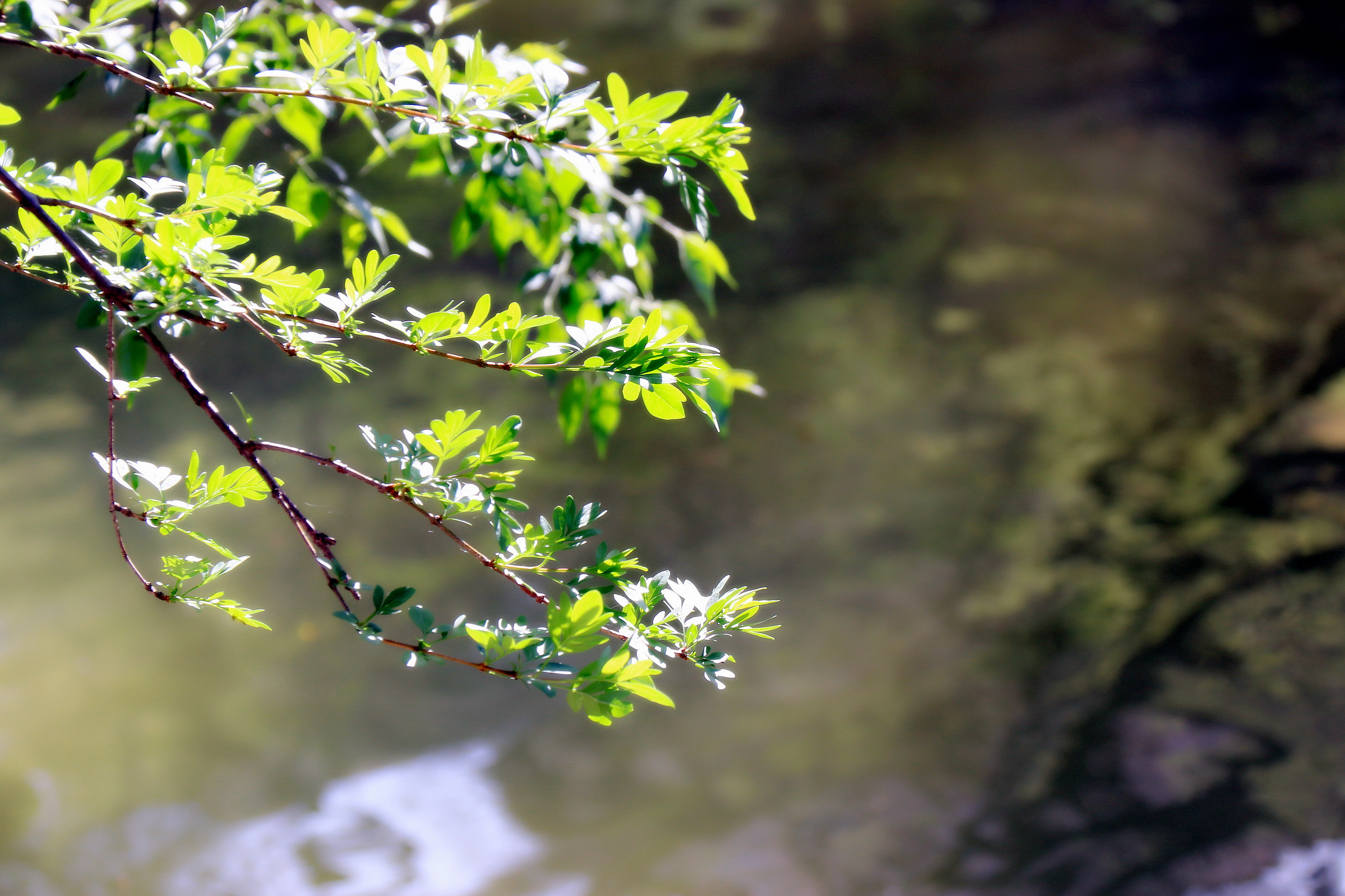 诗家清景在新春,绿柳才黄半未匀,若待上林花似锦,出门俱是看花人
