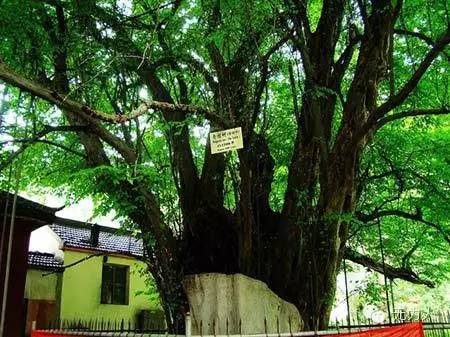 安徽佛教祖庭:六朝古刹无为双泉寺