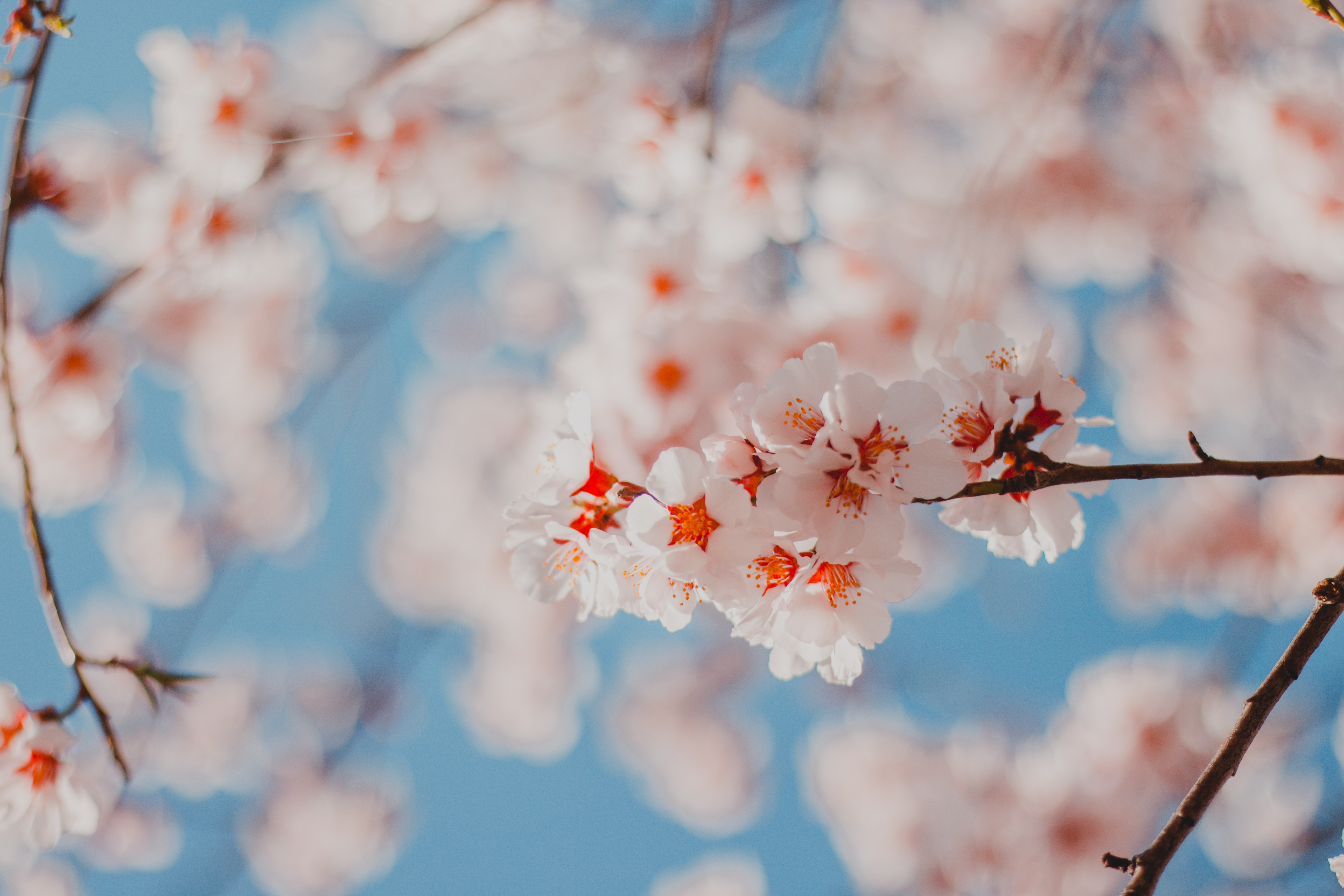 四月的香格里拉--山寺桃花始盛开