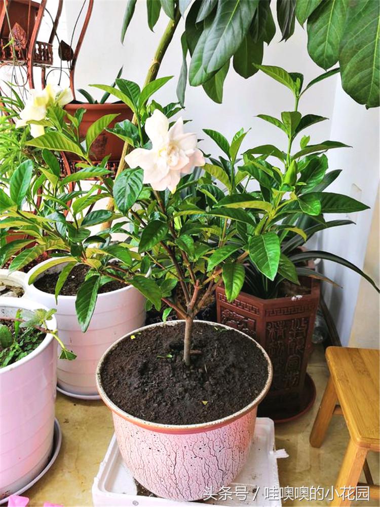 栀子花冬天怎样浇水_栀子花浇水浇多了是一种是什么情况 - 励志人生