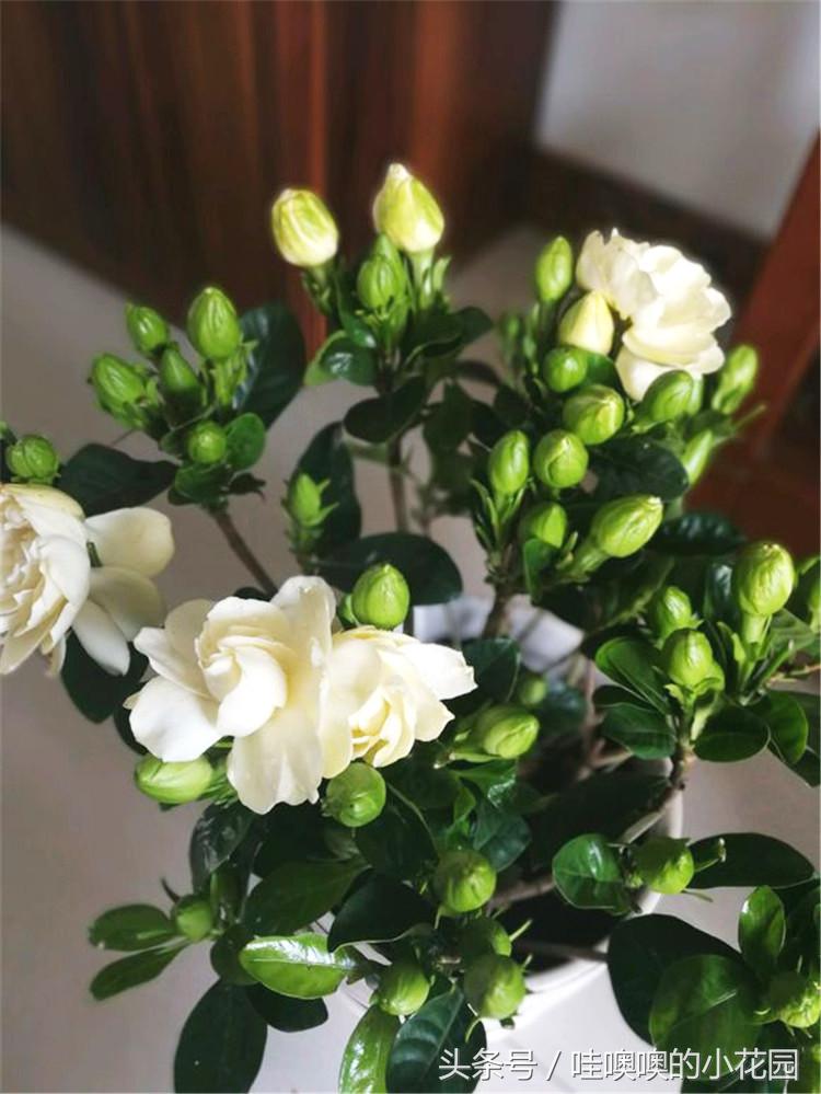 栀子花冬天怎样浇水_栀子花浇水浇多了是一种是什么情况 - 励志人生