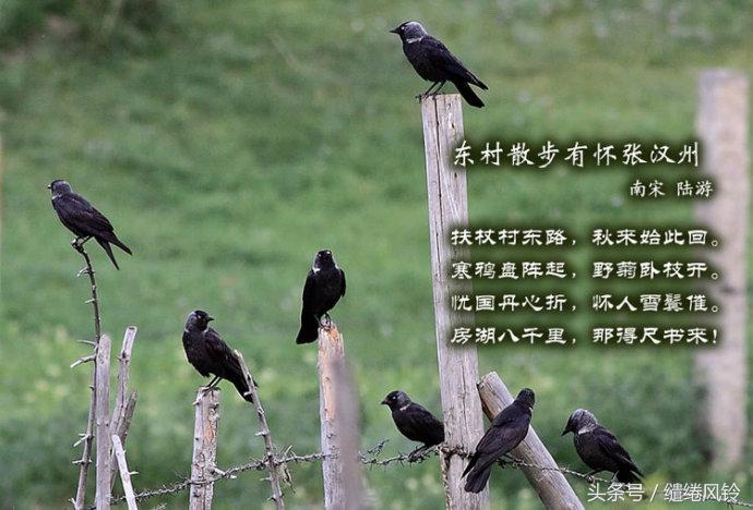 晴空一鹤排云上，便引诗情到碧霄——中国古诗词《咏鸟篇》鉴赏！