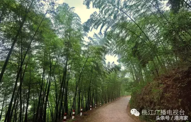 益阳洪山竹海图片