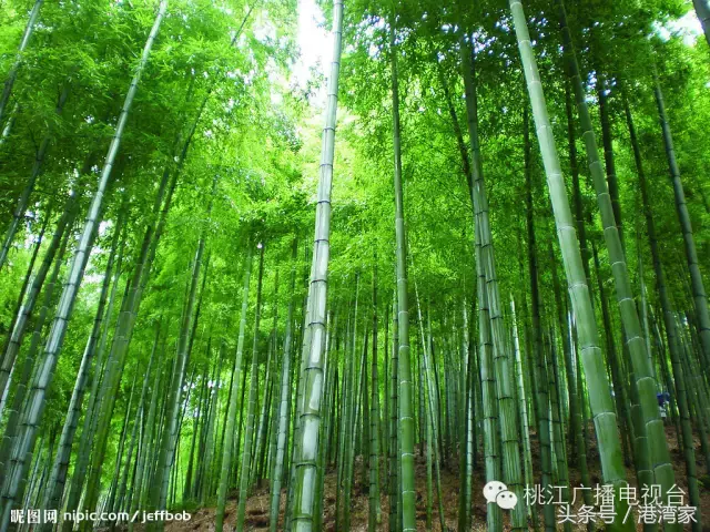 益阳洪山竹海图片