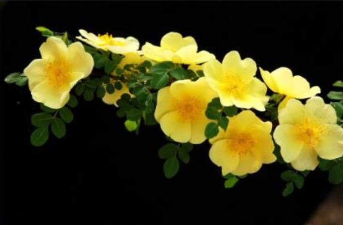 6767花友友们往往不知道棣棠花和棠棣花是两种花
