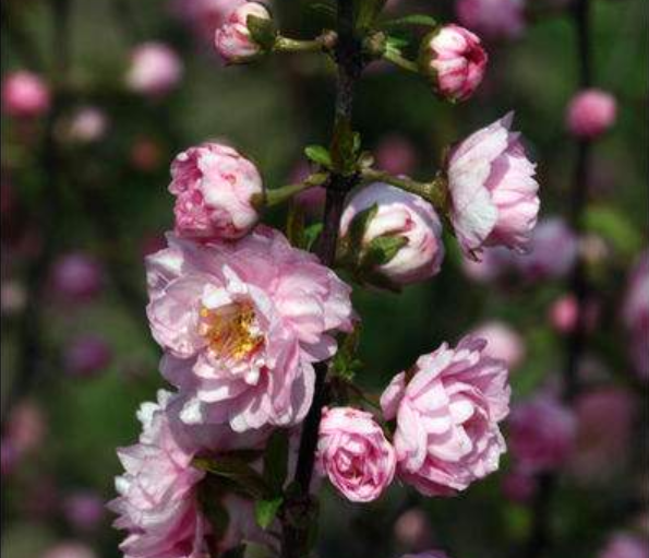 棠棣花开是什么意思棣棠花诗词