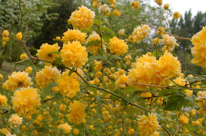 棠棣花开是什么意思棣棠花诗词