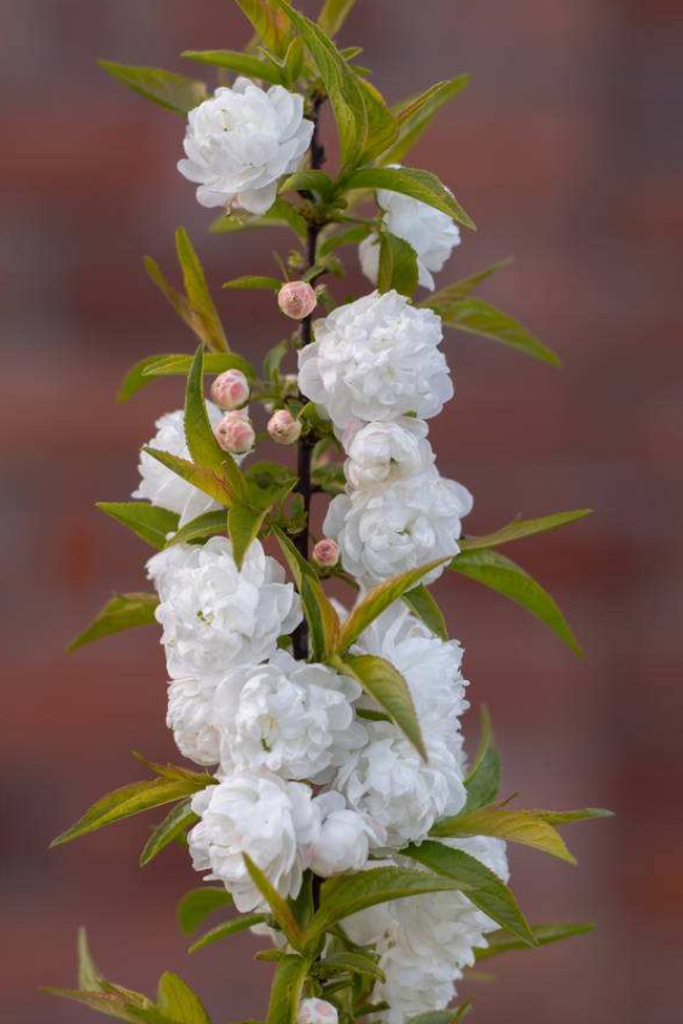棠棣之花图片_棠棣花是什么样子的 - 齐齐哈尔诗词网