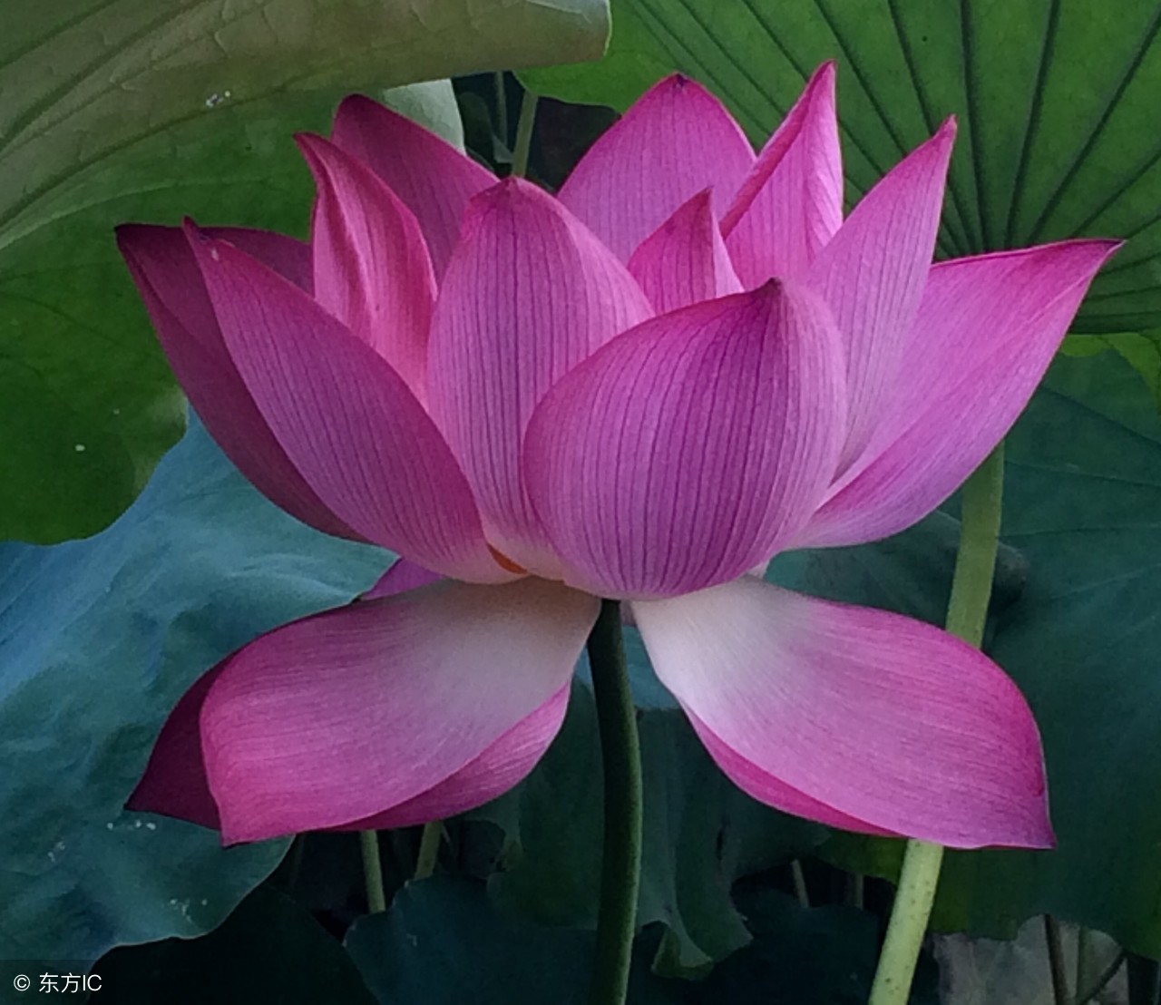 一朵青莲的故事_青莲的图片 - 励志人生