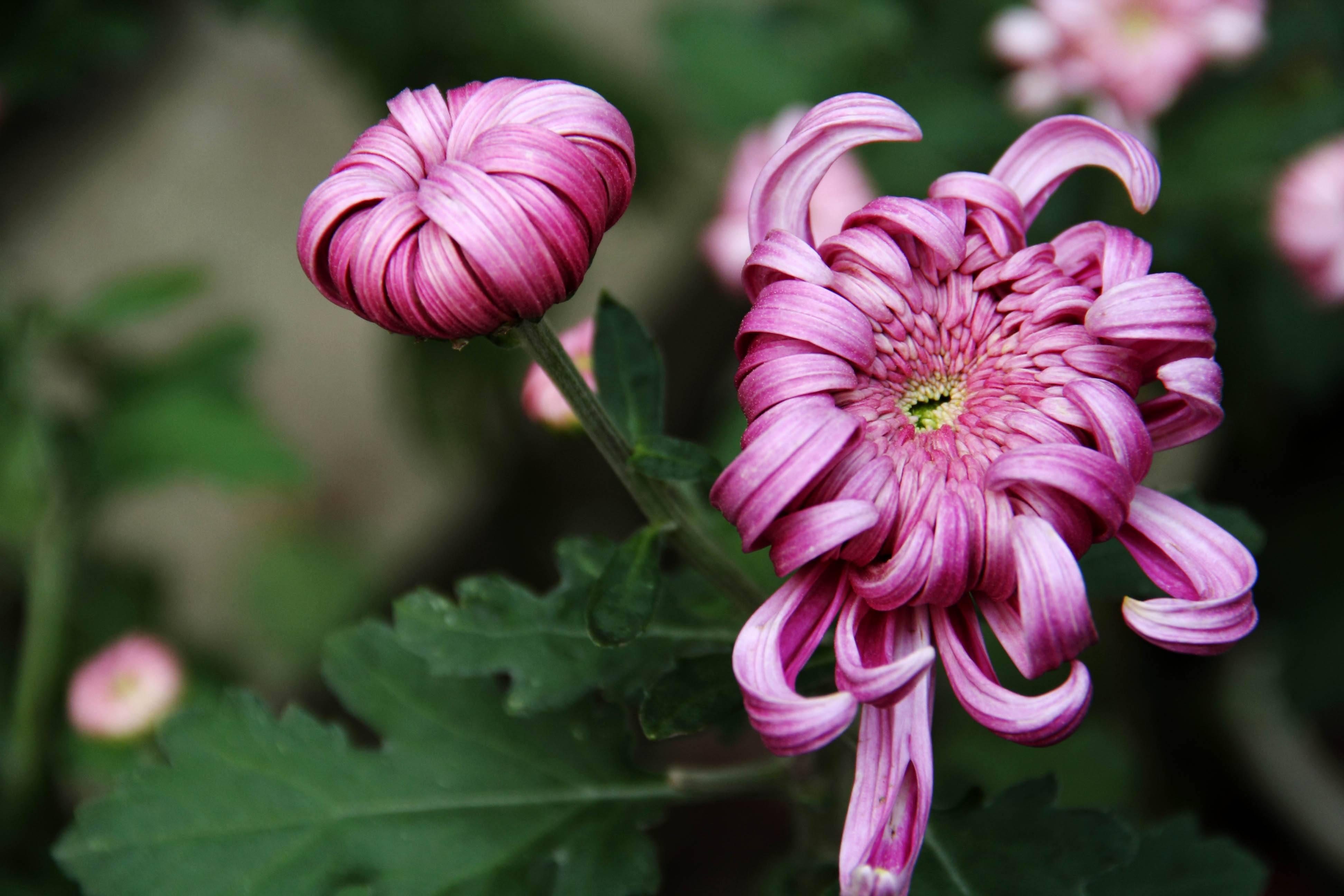 唐代元稹喜歡菊花的原因_菊花元稹作者為什麼喜歡菊花