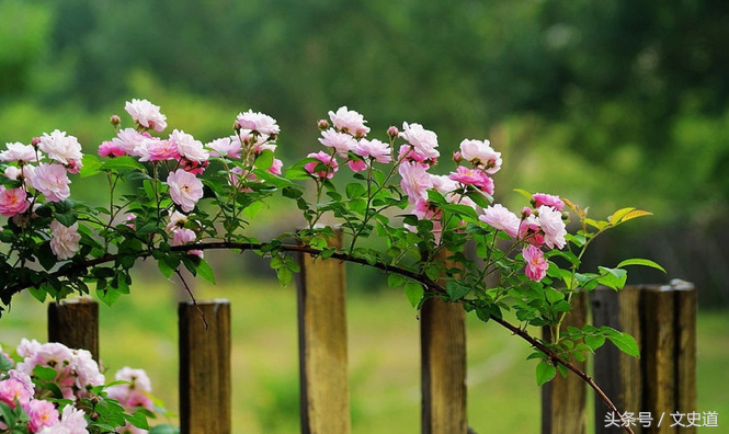 八月，最美时节与诗词：水晶帘动微风起，满架蔷薇一院香！