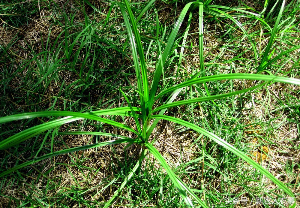 的野草——香附子,又叫香头草,回头青,雀头香,莎草根,香附子,雷公头